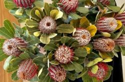 赤峰花間美學(xué)花卉店電話號(hào)碼