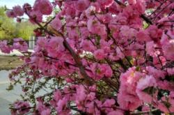 赤峰市大阪城社區(qū)電話號(hào)碼