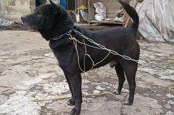 赤峰同城出售土狗電話多少號(hào)