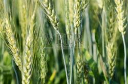 赤峰大麥購買網(wǎng)站官網(wǎng)電話號(hào)碼