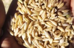 赤峰關(guān)家營莜麥飯店電話號碼