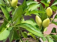 赤峰市區(qū)賣小盆花電話號碼