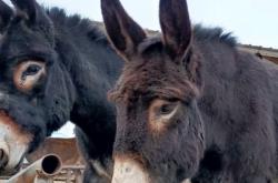 赤峰驢苗繁育基地電話號(hào)碼