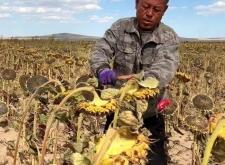 赤峰收購樹種子電話號碼是多少