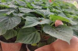 赤峰市花圃基地電話號(hào)碼