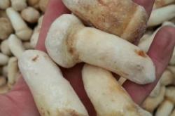 赤峰凍貨批發(fā)商電話號碼