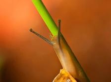 赤峰蝸牛之家電話號(hào)碼查詢