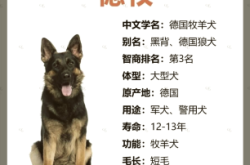 赤峰狗狗出售德牧店電話號碼