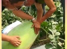 赤峰黑水西瓜園電話號(hào)碼查詢