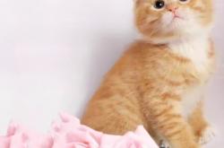 赤峰橘貓領養(yǎng)電話多少號