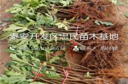 赤峰地區(qū)賣樹苗的電話號(hào)碼是多少