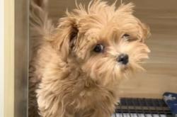 赤峰寵物小峰電話多少號