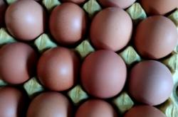 赤峰市雞蛋價格多少錢一斤