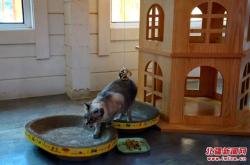 赤峰免費領貓的地方電話號碼