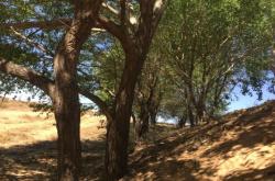 赤峰松山區(qū)古城社區(qū)電話是多少