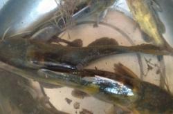 赤峰釣魚租桿電話是多少號