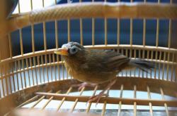 赤峰雛鴨繁殖廠電話地址查詢