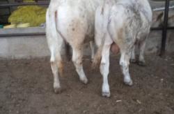 赤峰養(yǎng)牛場(chǎng)電話多少號(hào)