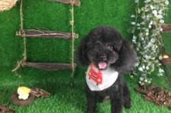 赤峰狗狗診所電話多少啊