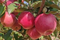 赤峰寧城農(nóng)信電話(huà)是多少號(hào)