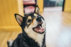 赤峰市狗狗剪毛店電話號碼