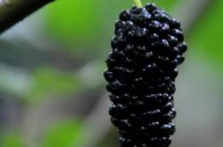 赤峰燕麥草收購商電話號碼