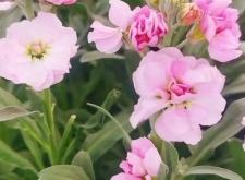 赤峰紫羅蘭種植基地電話號碼