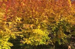 赤峰求購苗木電話多少號碼