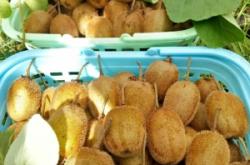 赤峰兄弟采摘園電話號碼查詢