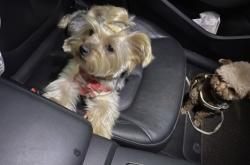 赤峰小祥寵物店電話號碼