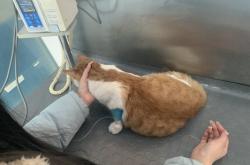 赤峰市內(nèi)寵物醫(yī)院電話號碼