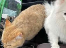 赤峰欣夢寵物醫(yī)院電話號碼