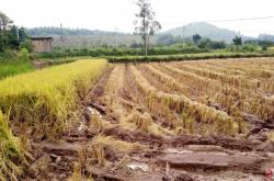 赤峰市打谷子機(jī)器電話號(hào)碼