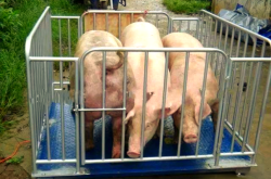 赤峰市賣豬的電話是多少