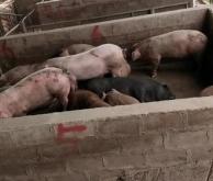 赤峰市生豬交易場電話號碼