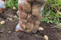 赤峰土豆批發(fā)電話號(hào)碼多少