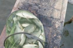 赤峰市釣青魚地點(diǎn)電話是多少