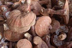 中祥靈芝赤峰公司的電話是多少