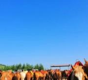 赤峰柏友麻將機(jī)售后電話(huà)號(hào)碼