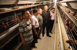 赤峰柯基養(yǎng)殖基地電話號碼