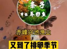 赤峰魚缸回收上門電話是多少號