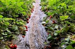 赤峰馨月草莓采摘園電話號碼