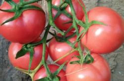 赤峰大城子煙花廠電話地址查詢