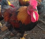 赤峰笨笨水果店電話地址查詢