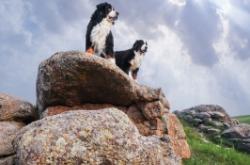 赤峰市愛寵閣電話號碼