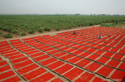 赤峰大地拖拉機(jī)銷售電話號(hào)碼