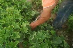 赤峰橋北香瓜采摘園電話號碼