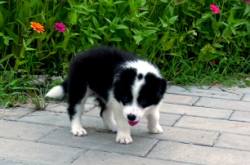 赤峰同城邊牧出售電話號碼