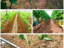 赤峰市里滴灌帶廠家電話號碼