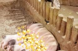 赤峰充氣淘氣堡地址電話號碼